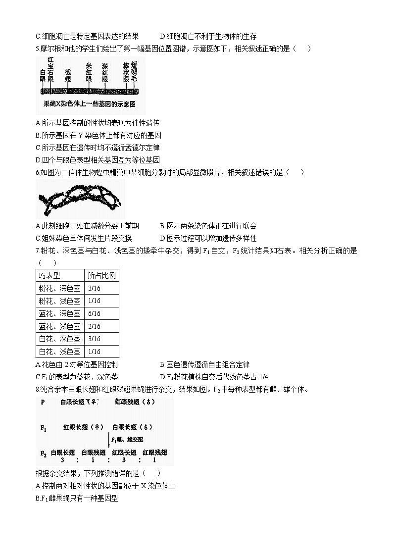 北京市第44中学2024-2025学年高三上学期期中考试生物试题(无答案)02