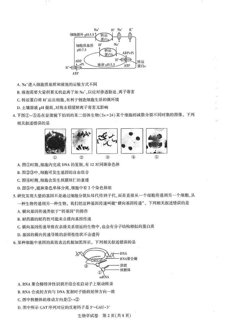 生物丨湖北省圆创名校联盟2025届高三11月第二次联合测评生物试卷及答案第2页