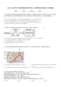 2024～2025学年广东惠州惠城区惠州中学高二上学期期中生物试卷(11月)[原题+解析版]