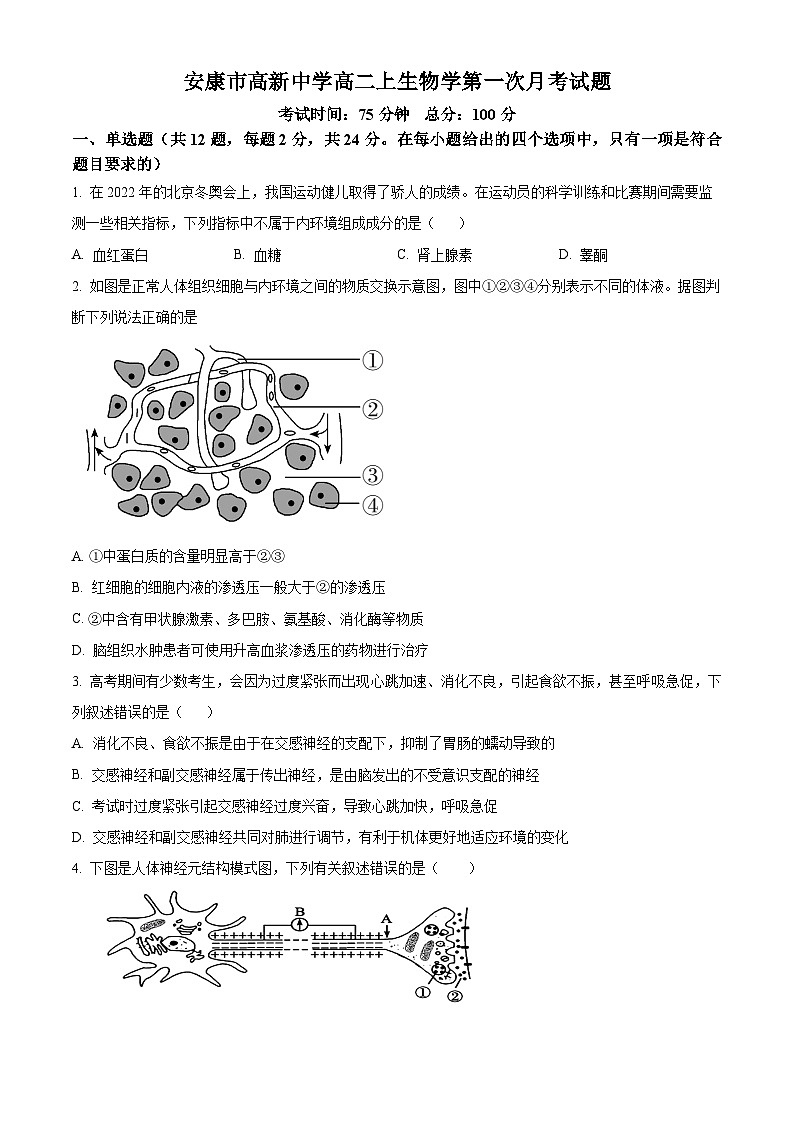 陕西省安康市2024-2025学年高二上学期10月月考生物试题 Word版无答案第1页