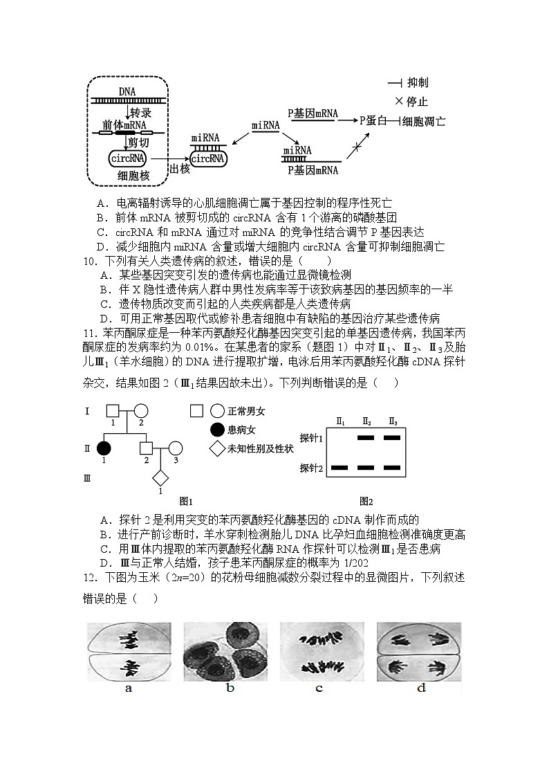 四川省遂宁市蓬溪县四川省蓬溪中学校2024-2025学年高三上学期11月期中考试生物试题第3页