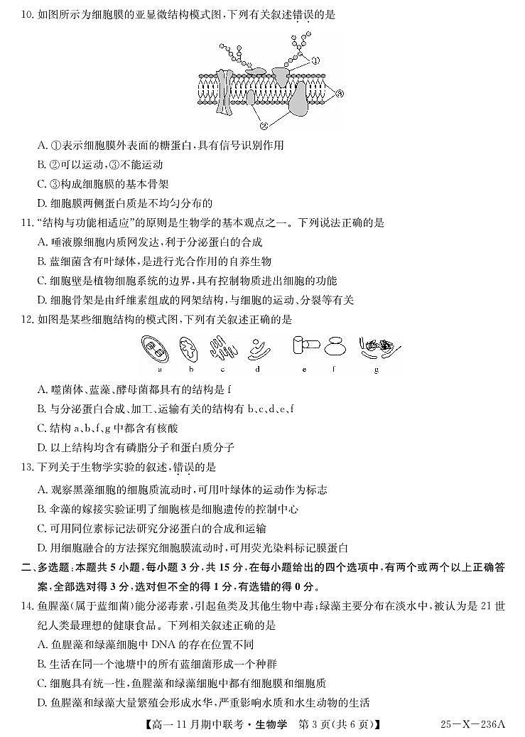 九师联盟六校联盟2024-2025学年高一上学期11月期中生物试卷及答案第3页