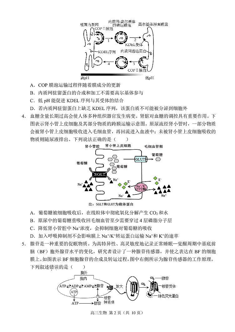 重庆市西南大学附属中学2024-2025学年高三上学期11月阶段性检测生物试卷 第2页