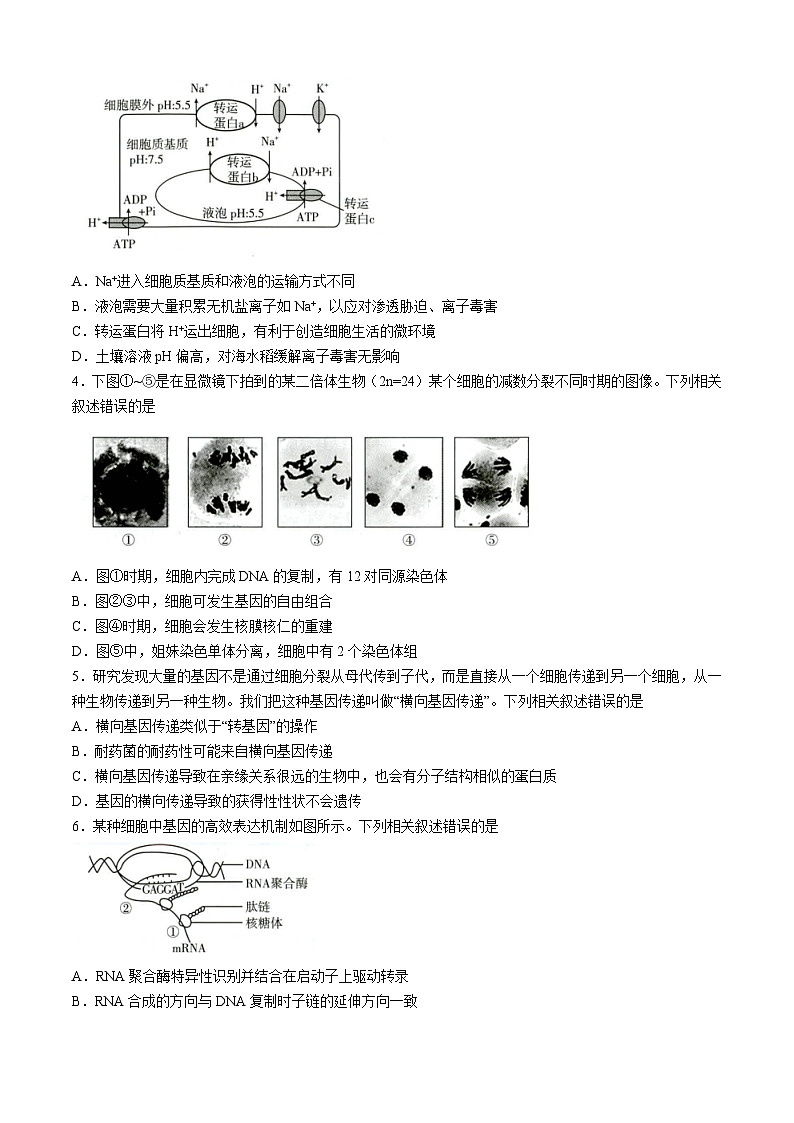 湖北省高中名校联盟2024-2025学年高三上学期第二次联合测评生物试卷第2页