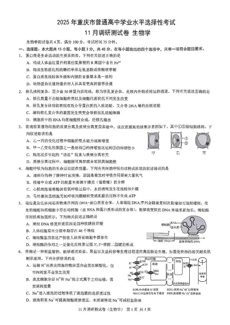 重庆市2024-2025学年高三上学期11月期中考试(康德卷)生物试卷(PDF版附答案)01