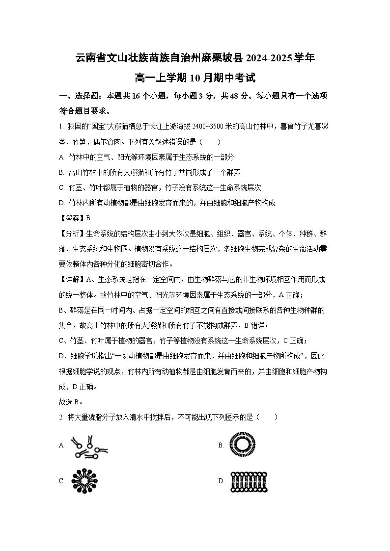 云南省文山壮族苗族自治州麻栗坡县2024-2025学年高一上学期10月期中考试生物试卷[解析版]