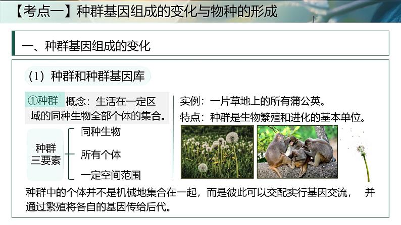 第十五课时《生物的进化Ⅱ》(课件版权归属“一起课件”,只供个人使用,请勿私自传播,违者必究)第4页