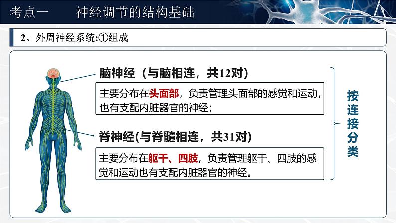 《神经调节的结构基础及基本方式》(课件版权归属“一起课件”,只供个人使用,请勿私自传播,违者必究)第8页