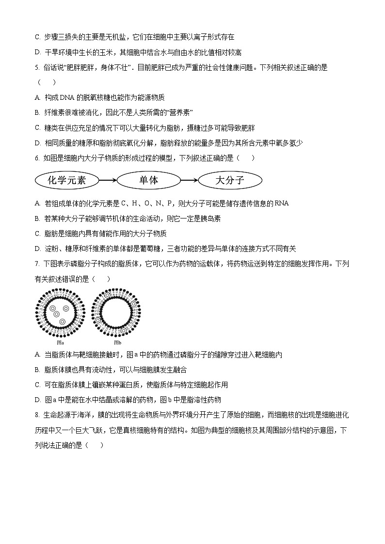 广东省东莞市两校2024-2025学年高一上学期期中联合考试生物试题  Word版无答案第2页