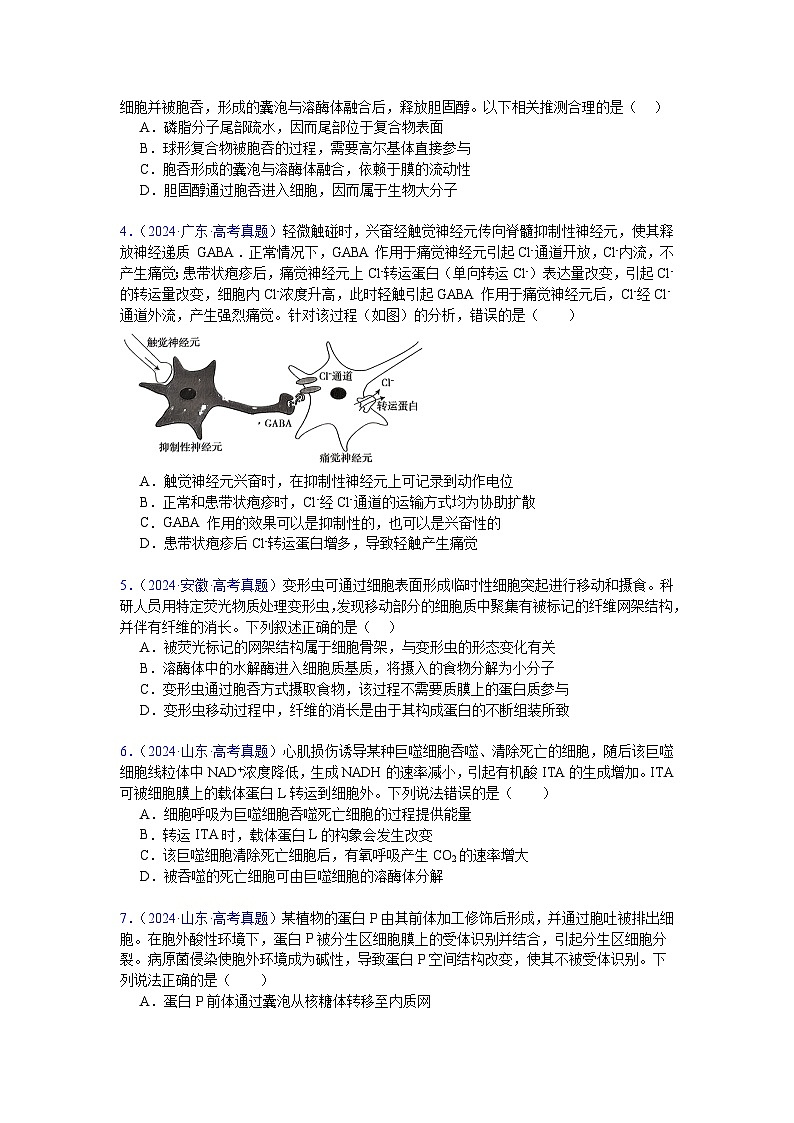 【高考生物】  高考真题分类汇编合集(2020-2024五年)专题03  物质运输02