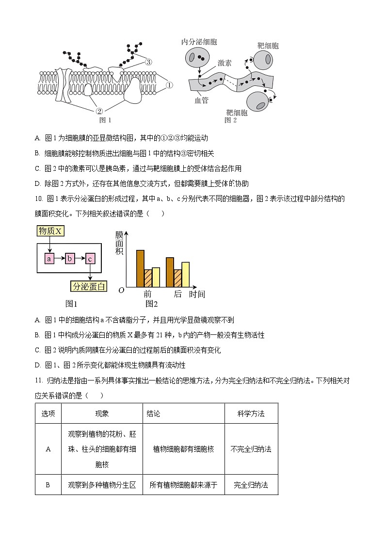 湖南省长沙市湖南师范大学附属中学2024-2025学年高一上学期期中考试生物试卷无答案第3页