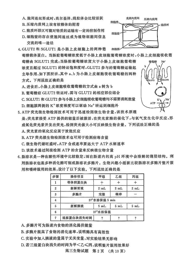 生物丨山东省名校考试联盟2025届高三11月期中检测生物试卷及答案02