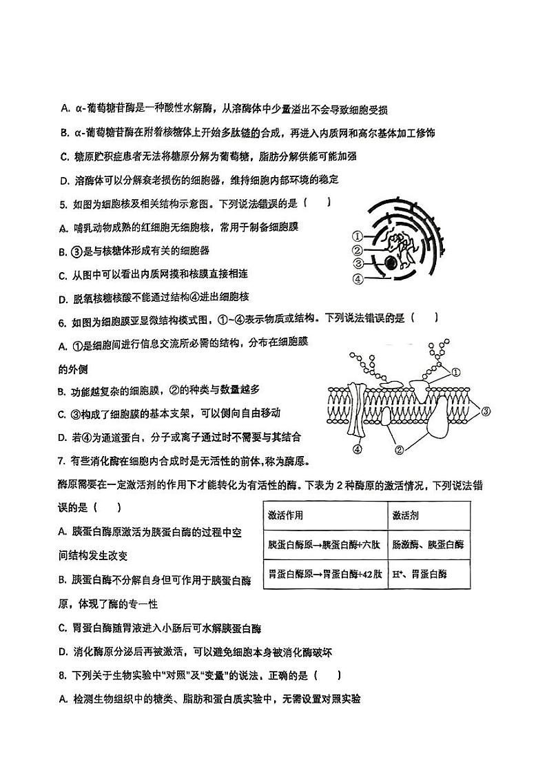 山东省淄博市桓台第一中学2024-2025高一上学期期中考试生物试卷第2页