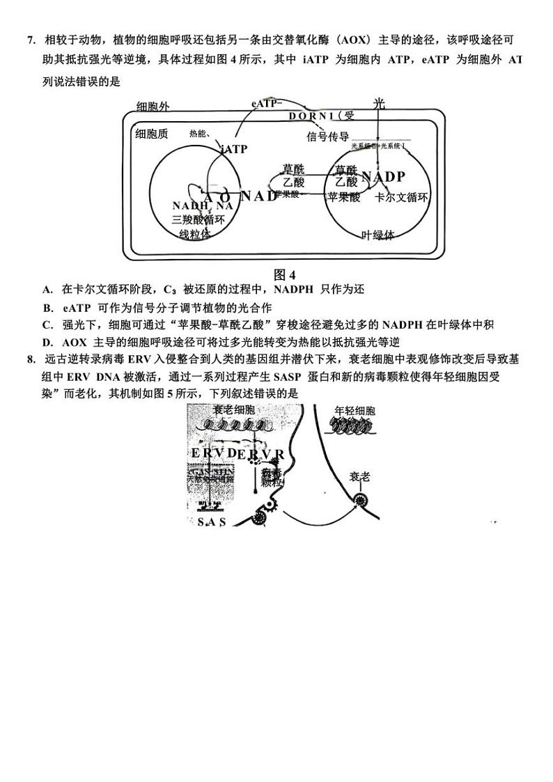 重庆市巴蜀中学2025届高三上学期11月适应性月考生物试卷(含答案)第3页