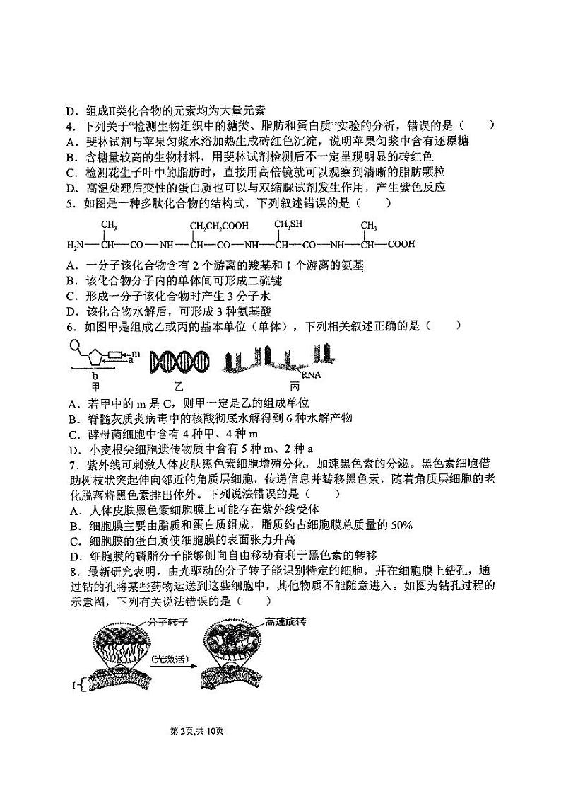 山东省淄博中学2024-2025学年高一上学期期中考试生物试题02