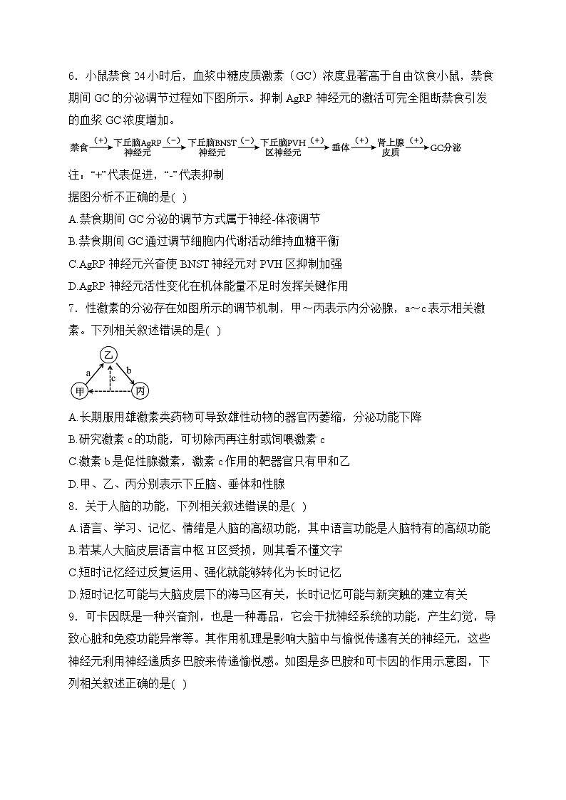 山东省泰安市肥城市肥城海亮外国语学校2024-2025学年高二上学期期中检测生物试卷第3页
