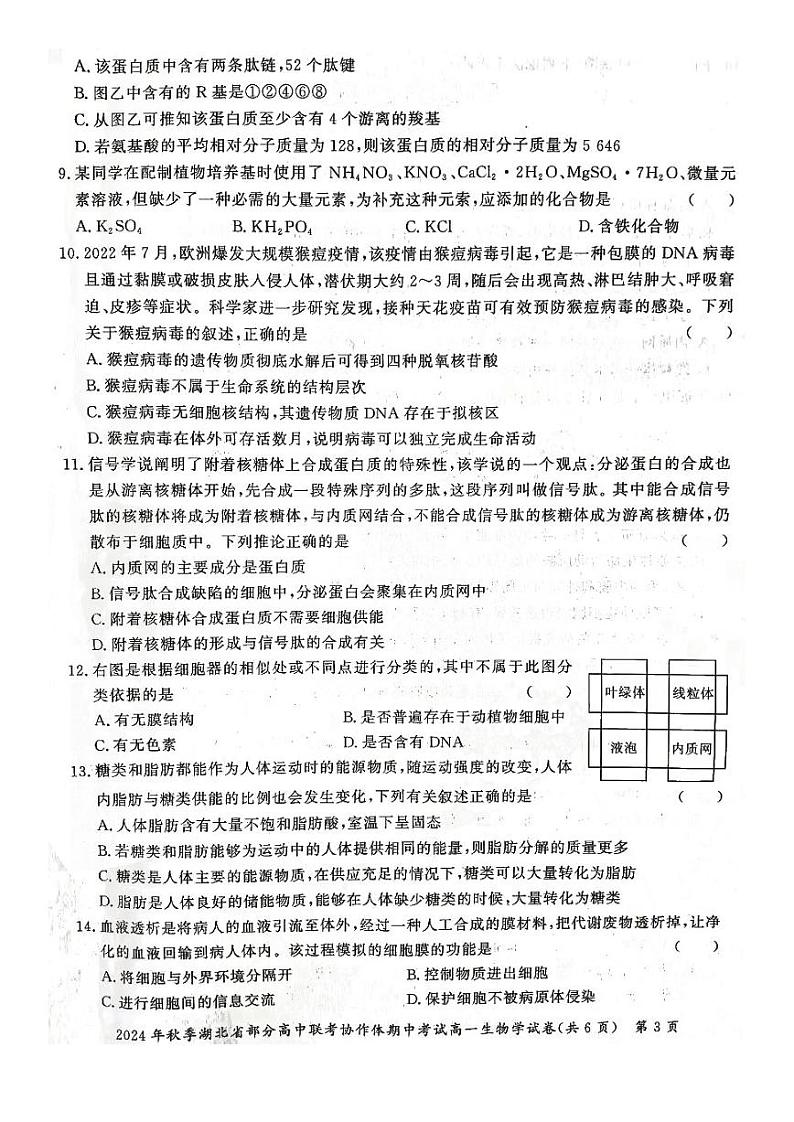 2025湖北省部分高中联考协作体高一上学期11月期中考试生物PDF版含答案03