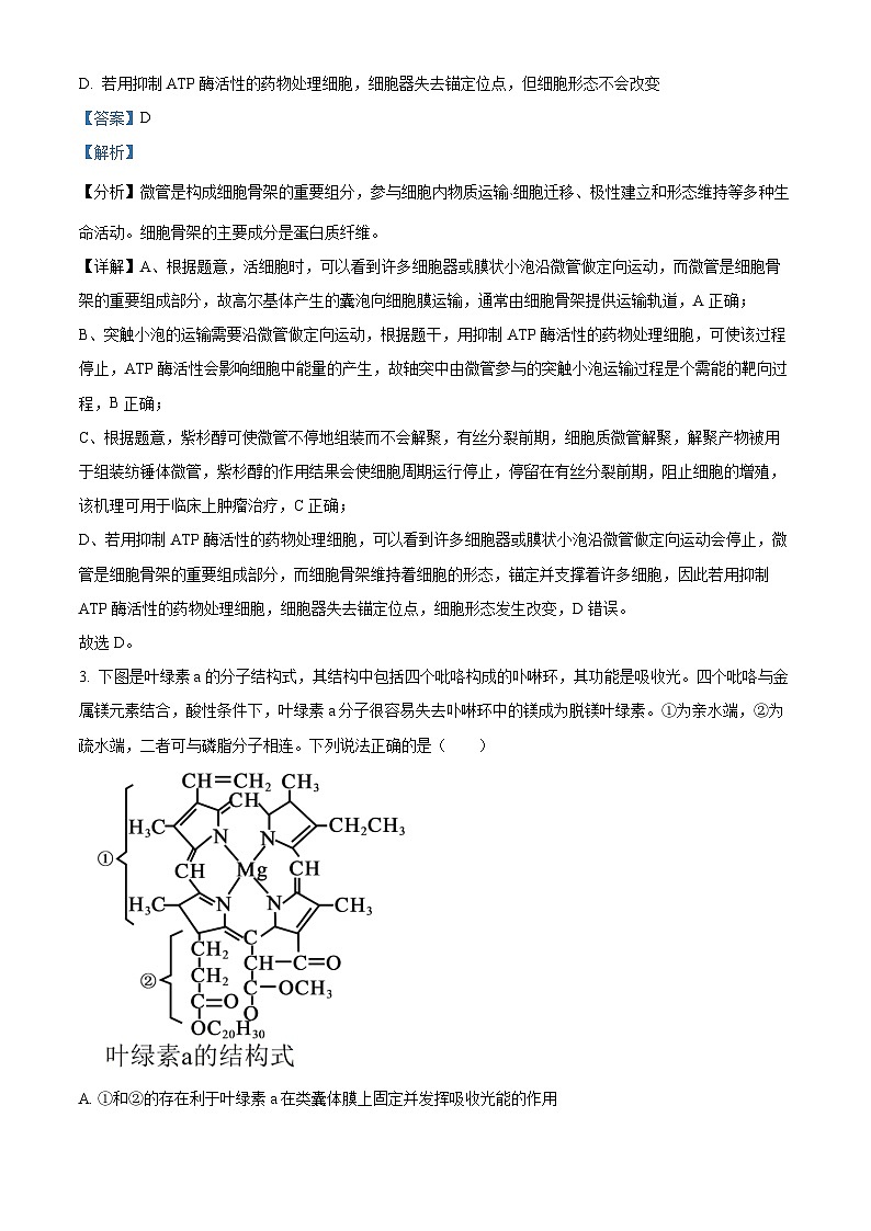 山东省泰安第一中学2025届高三上学期11月月考生物试题(Word版附解析)02