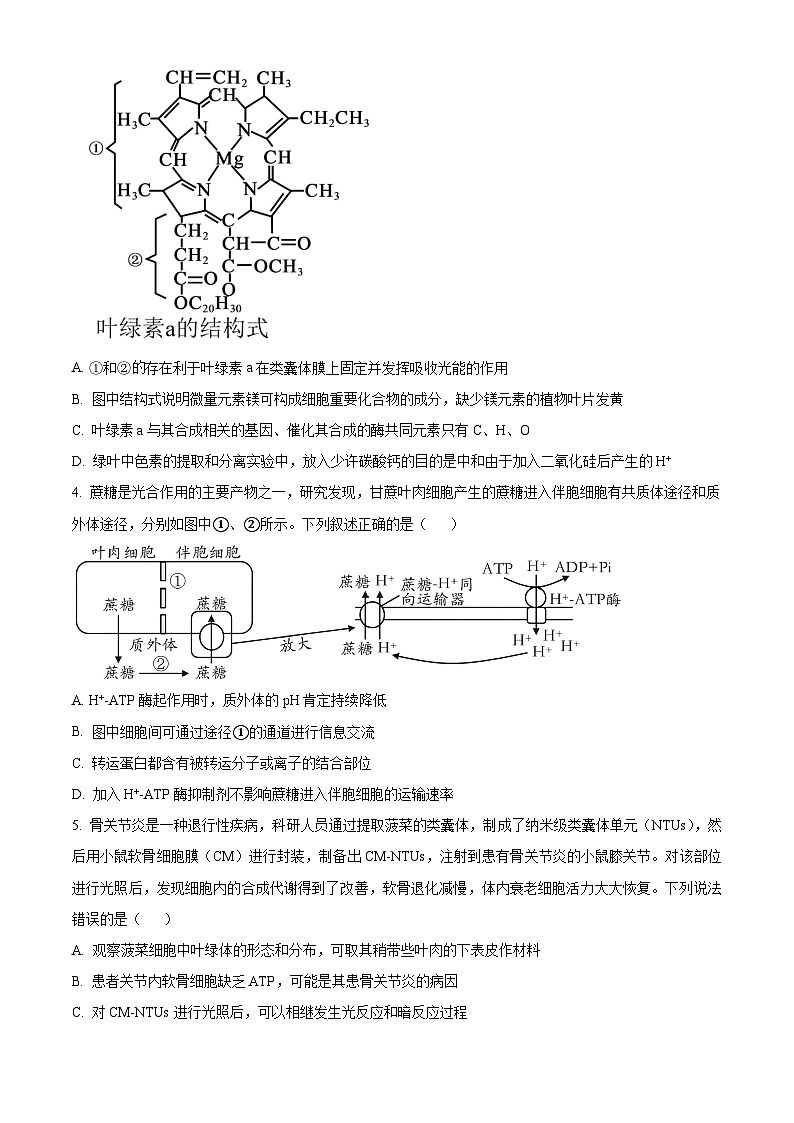 山东省泰安第一中学2025届高三上学期11月月考生物试题(Word版附解析)02