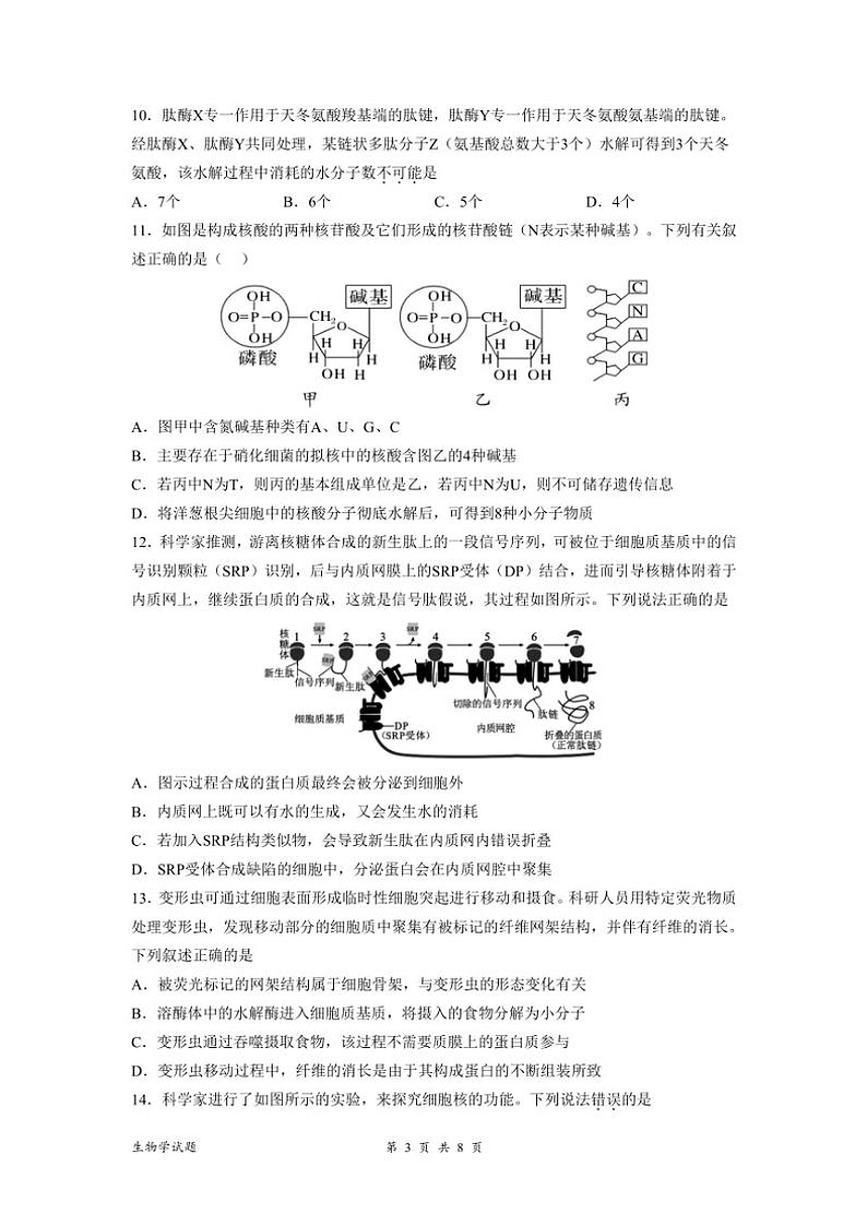 安徽省阜阳市第一中学2024~2025学年高一(上)期中生物试卷(含解析)第3页