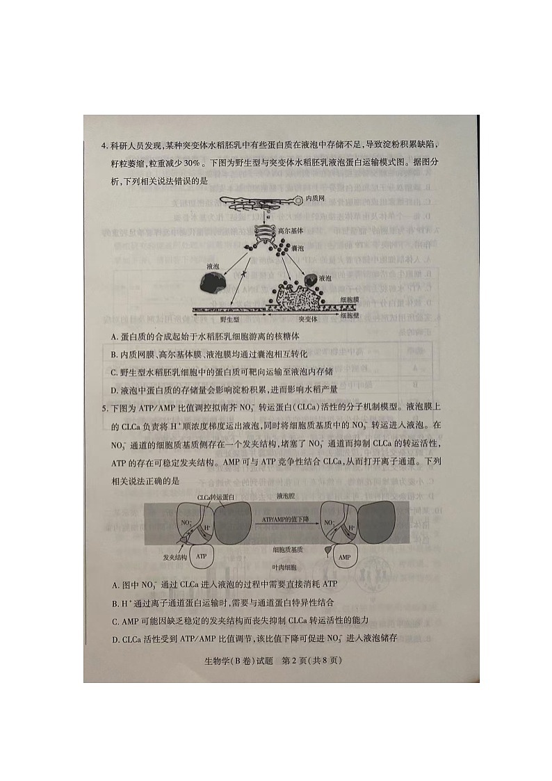 山西省长治市2024~2025学年第一学期高三年级11月月考生物试卷第2页