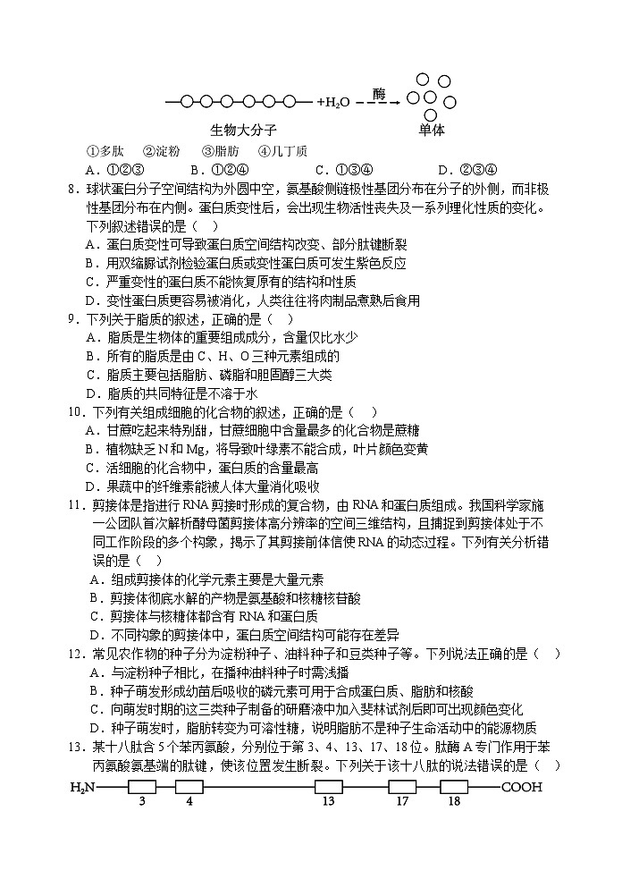 江苏省扬州中学2024-2025学年高一上学期11月期中考试生物试卷(Word版附答案)第2页