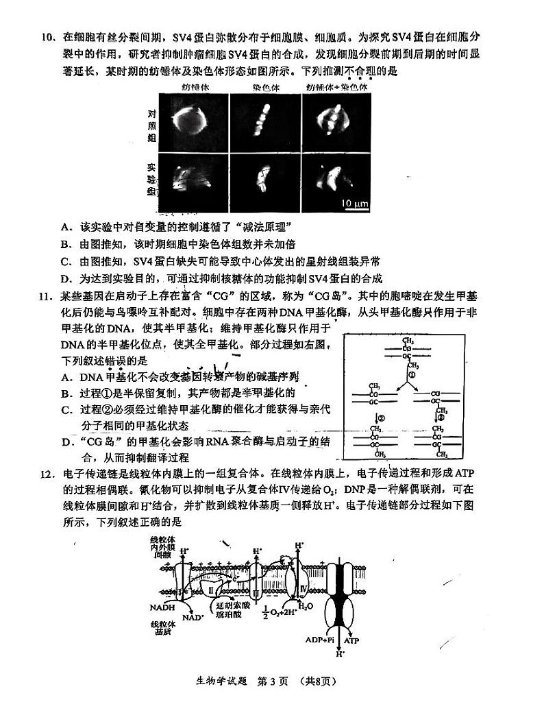 2025届福建省名校联盟高三上学期11月期中考-生物试卷+答案第3页