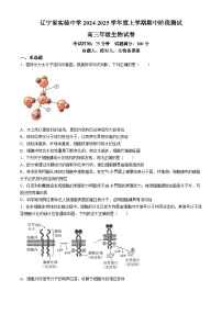 辽宁省实验中学2024-2025学年高三上学期期中考试生物试题