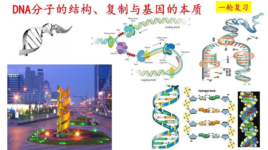 2025屆高考生物一輪復(fù)習(xí)課件：  DNA結(jié)構(gòu)  復(fù)制和基因的本質(zhì)第1頁