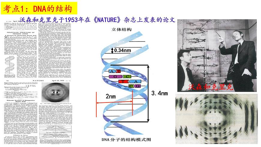 2025屆高考生物一輪復(fù)習(xí)課件：  DNA結(jié)構(gòu)  復(fù)制和基因的本質(zhì)第3頁