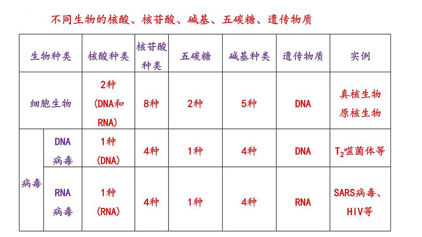 2025屆高考生物一輪復(fù)習(xí)課件：  DNA結(jié)構(gòu)  復(fù)制和基因的本質(zhì)第4頁