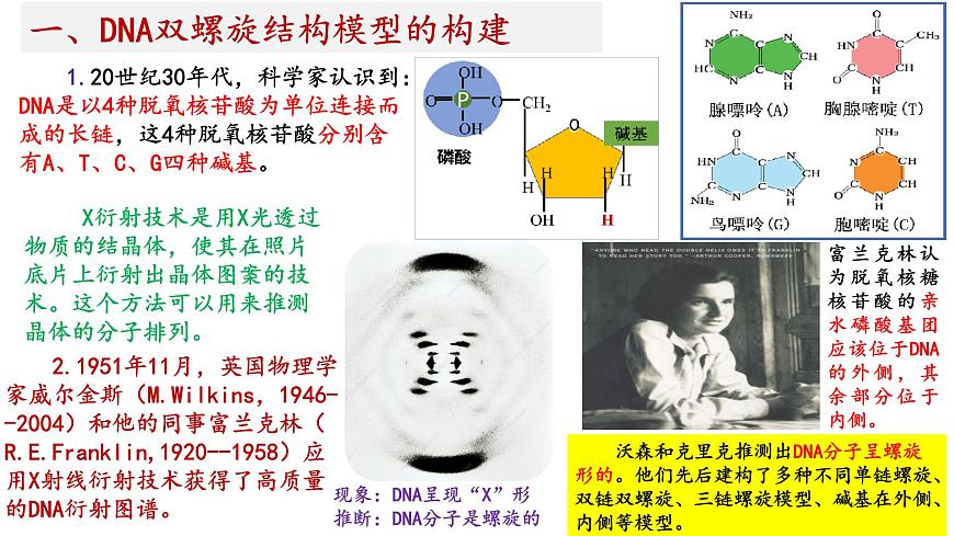 2025屆高考生物一輪復(fù)習(xí)課件：  DNA結(jié)構(gòu)  復(fù)制和基因的本質(zhì)第5頁