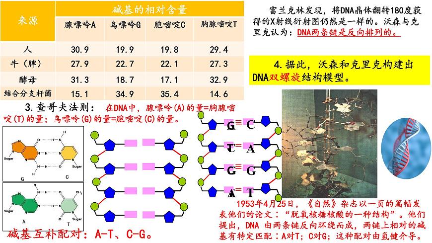 2025屆高考生物一輪復(fù)習(xí)課件：  DNA結(jié)構(gòu)  復(fù)制和基因的本質(zhì)第6頁