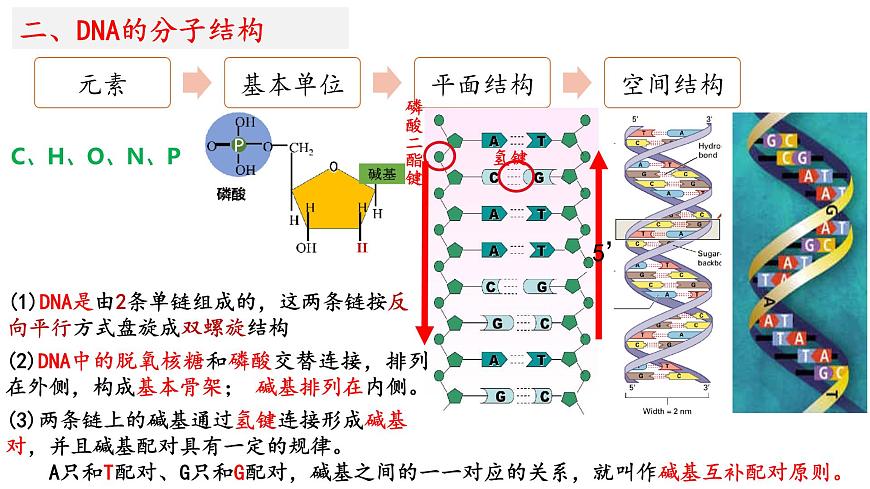 2025屆高考生物一輪復(fù)習(xí)課件：  DNA結(jié)構(gòu)  復(fù)制和基因的本質(zhì)第7頁