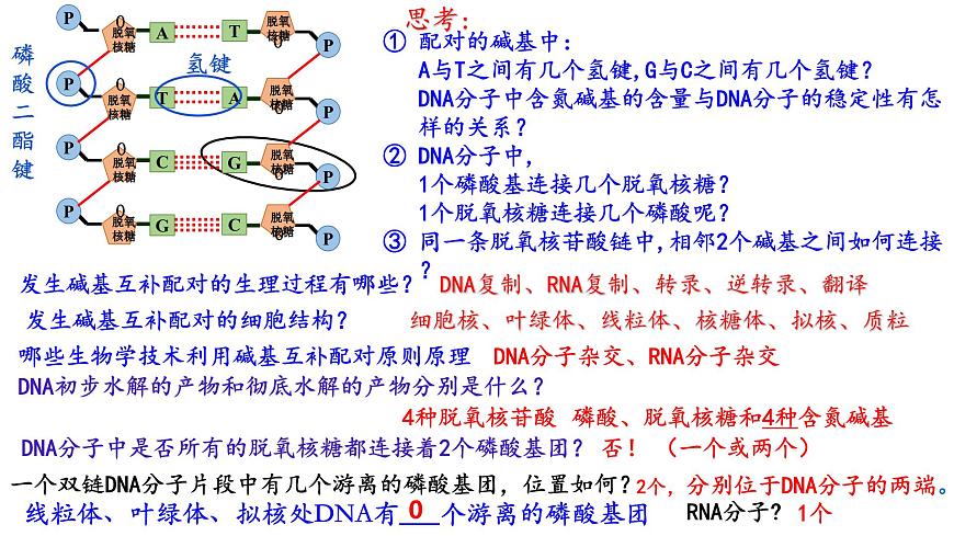 2025屆高考生物一輪復(fù)習(xí)課件：  DNA結(jié)構(gòu)  復(fù)制和基因的本質(zhì)第8頁