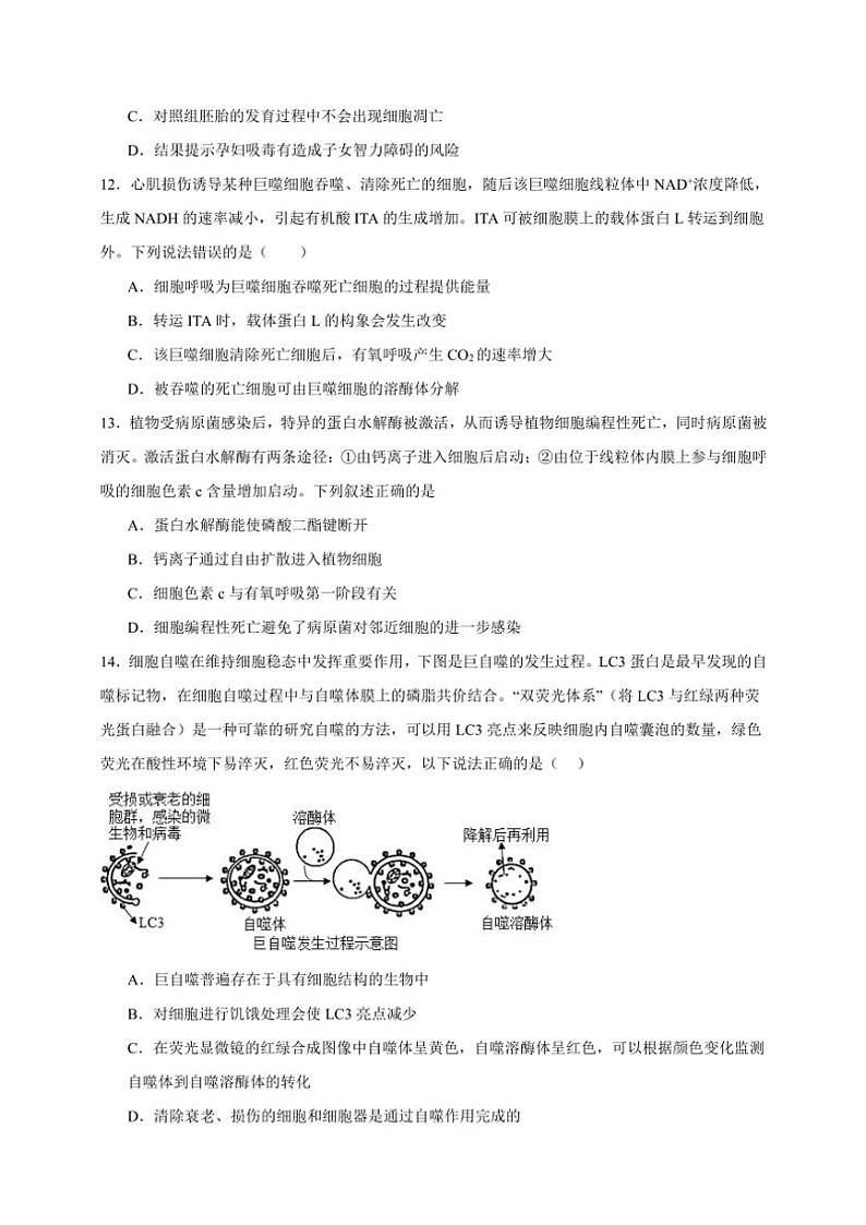 2025年高考生物一轮复习 细胞的衰老和死亡 巩固练第3页
