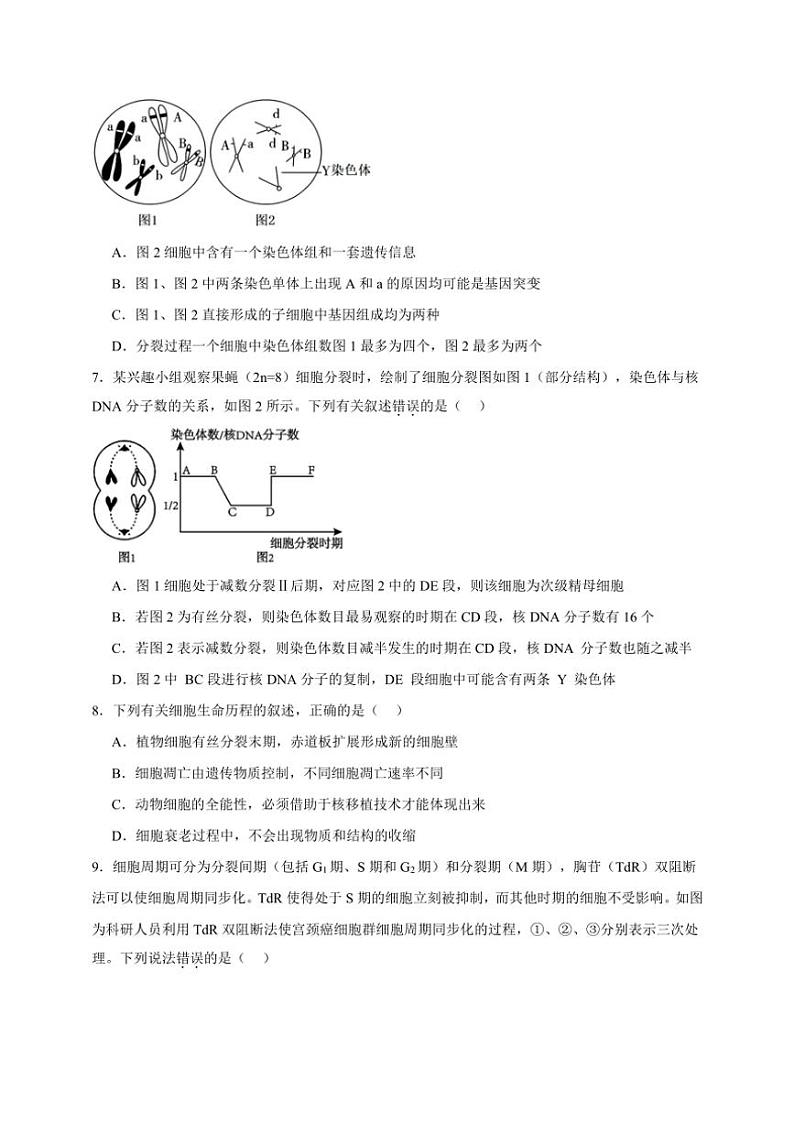 2025年高考生物一轮复习 细胞增殖 综合练第3页