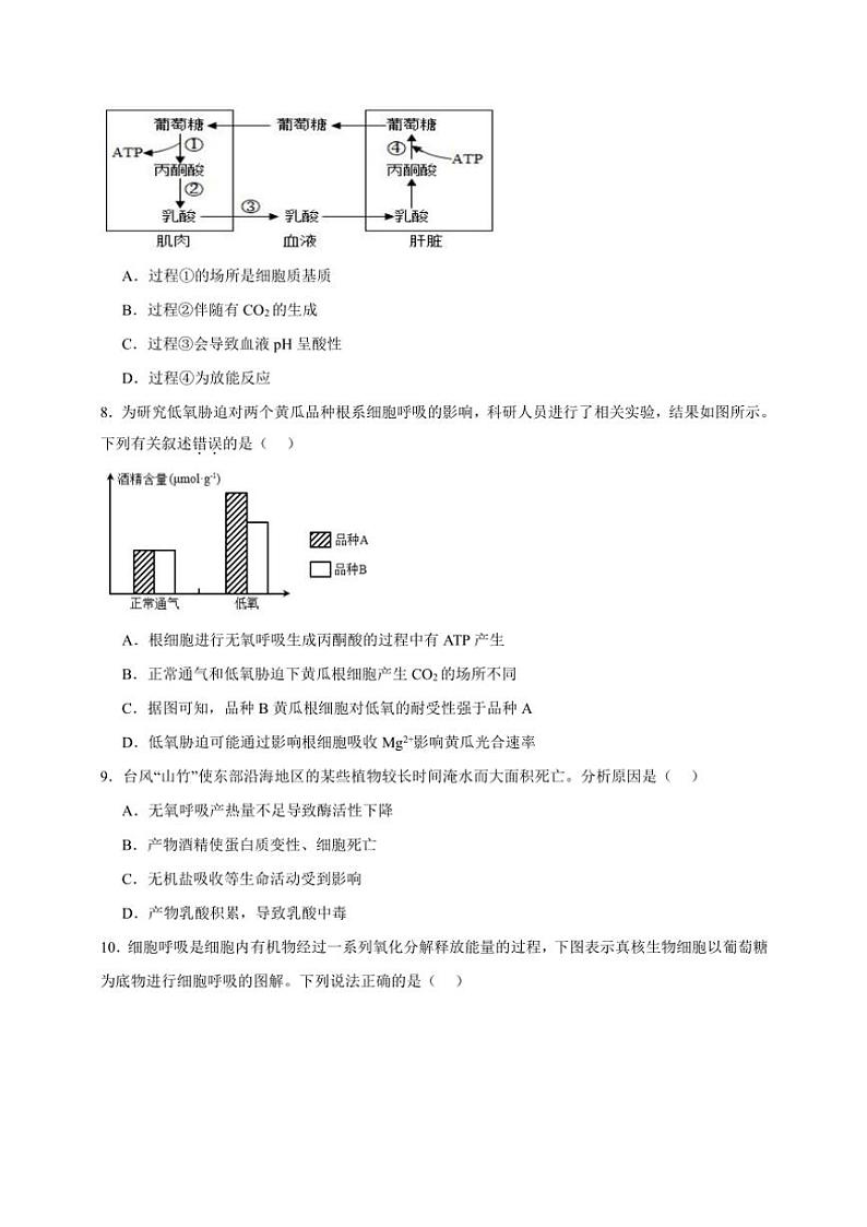 2025年高考生物一轮复习 细胞呼吸 突破练第3页
