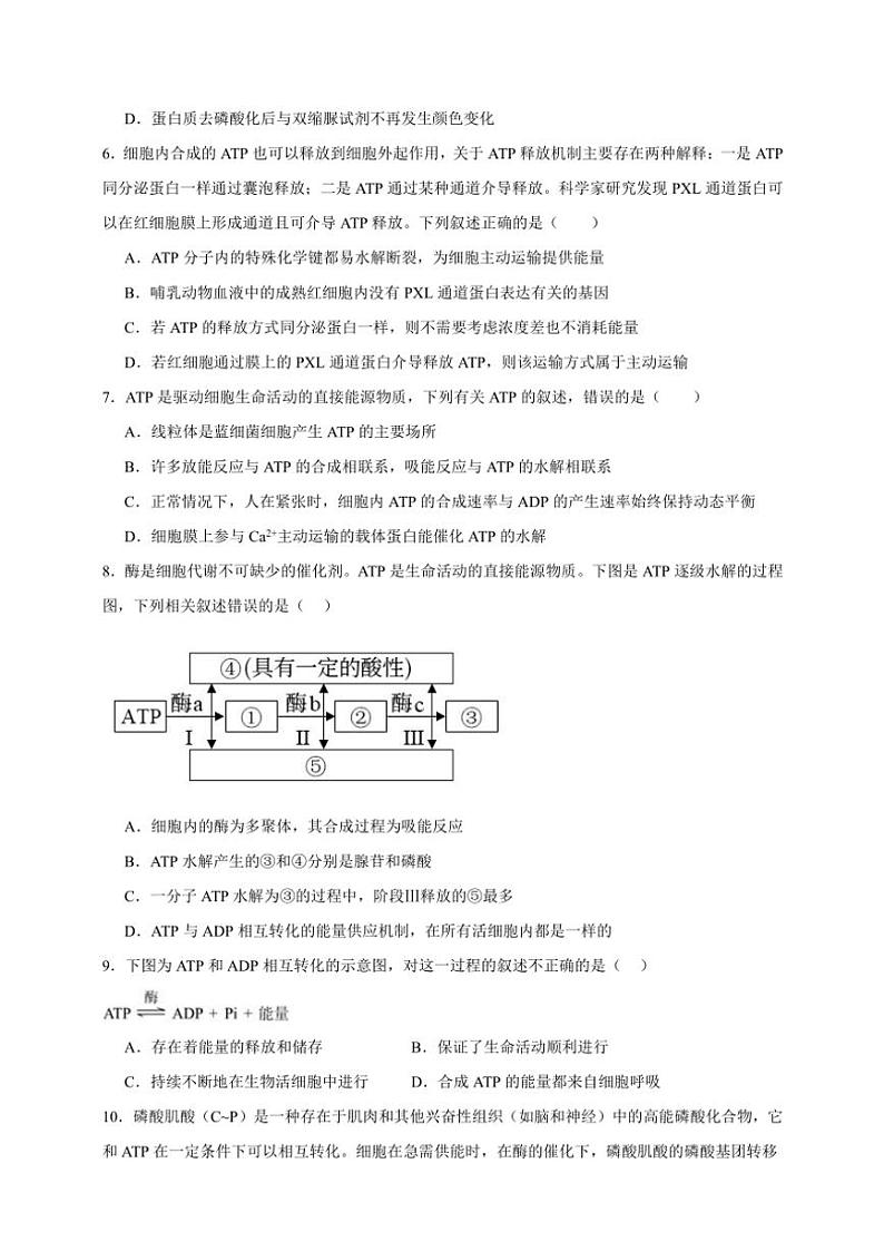 2025年高考生物一轮复习 细胞的能量“货币”ATP 巩固练02