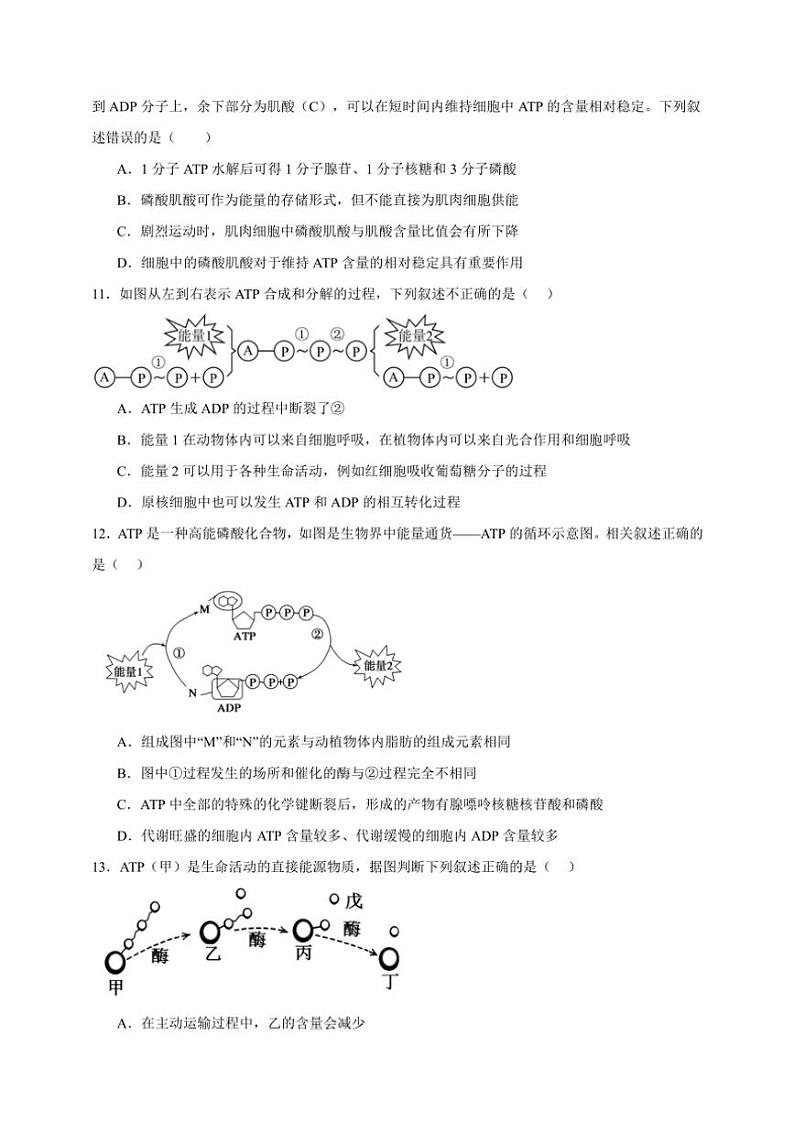2025年高考生物一轮复习 细胞的能量“货币”ATP 巩固练03