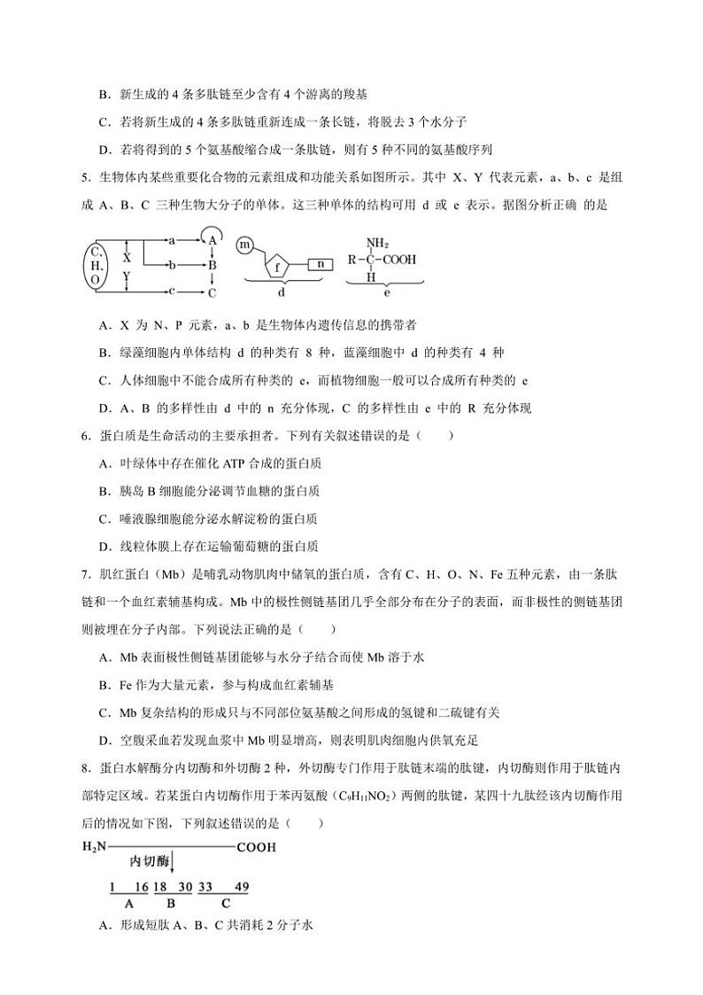 2025年高考生物一轮复习 蛋白质和核酸 专项练第2页