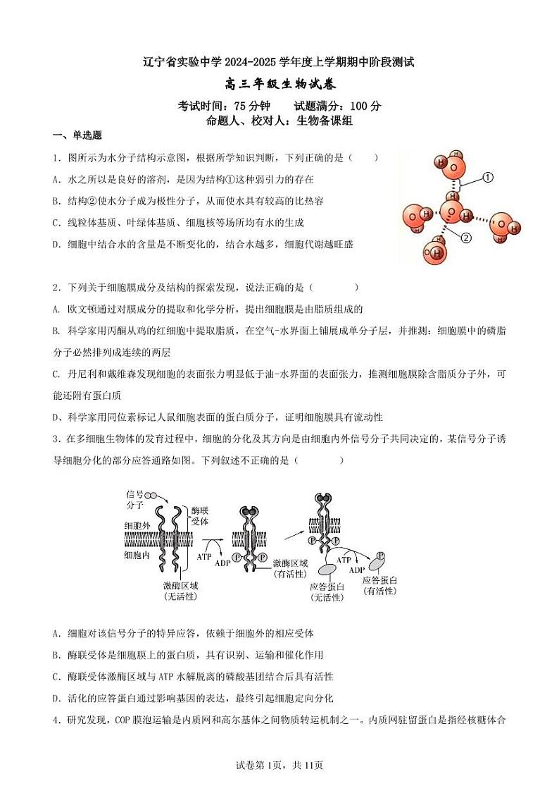 辽宁省实验中学2024-2025学年高三上学期期中考试生物试题第1页