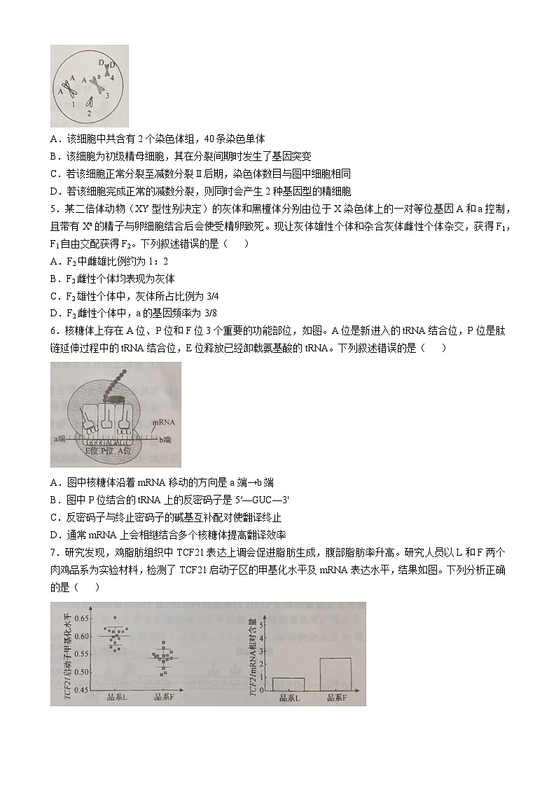 2025邯郸部分学校高三上学期11月期中联考试题生物含解析第2页