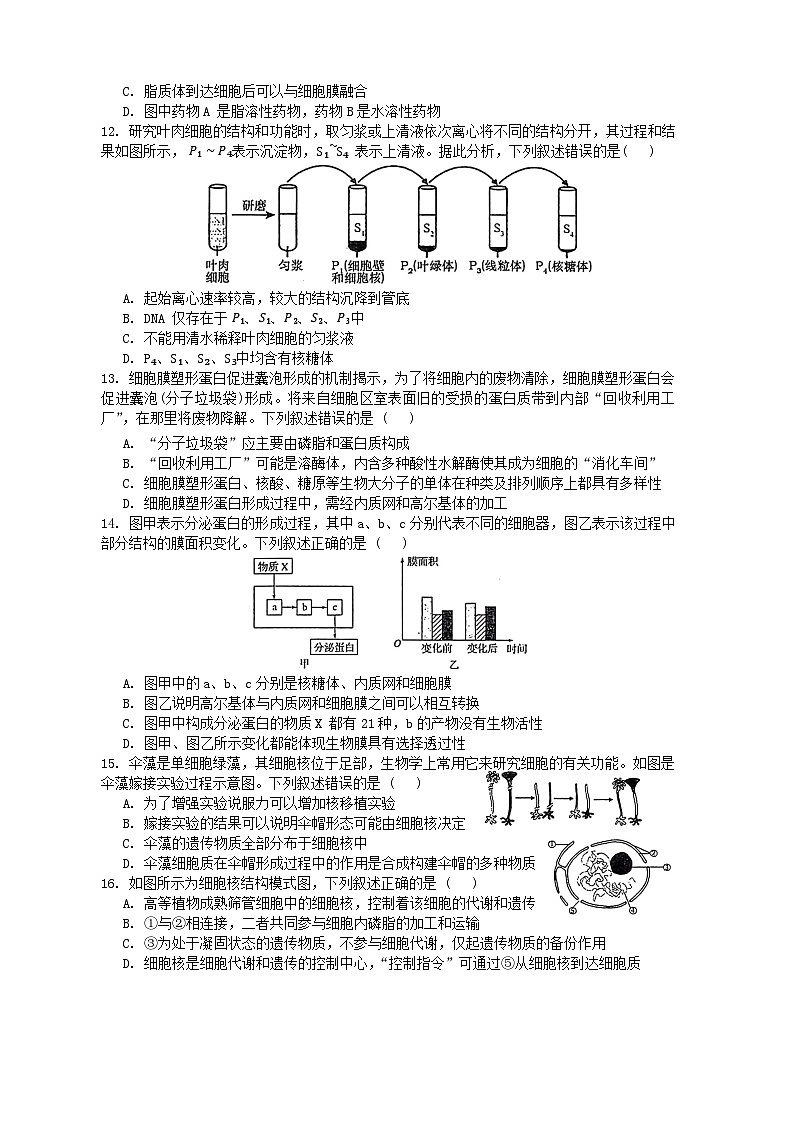 江苏省泰州市海陵区江苏省泰州中学2024-2025学年高一上学期11月期中生物试题(002)第3页