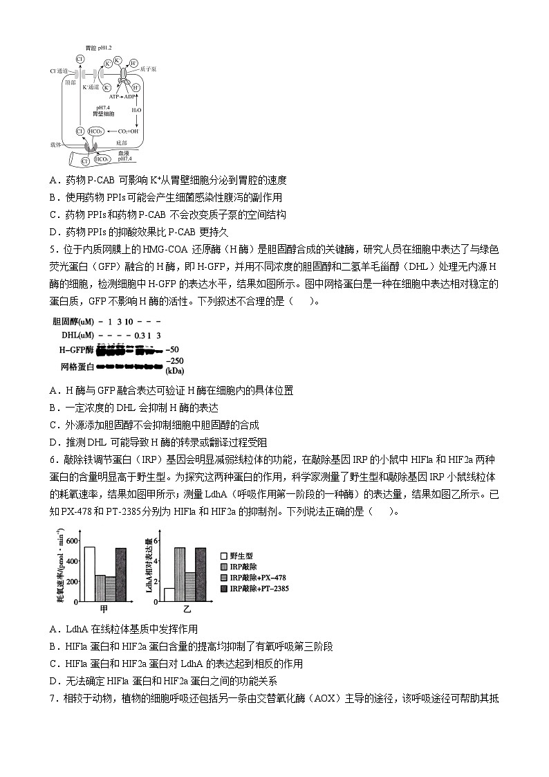 重庆市巴蜀中学2024-2025学年高三上学期11月月考生物试卷(Word版附解析)02