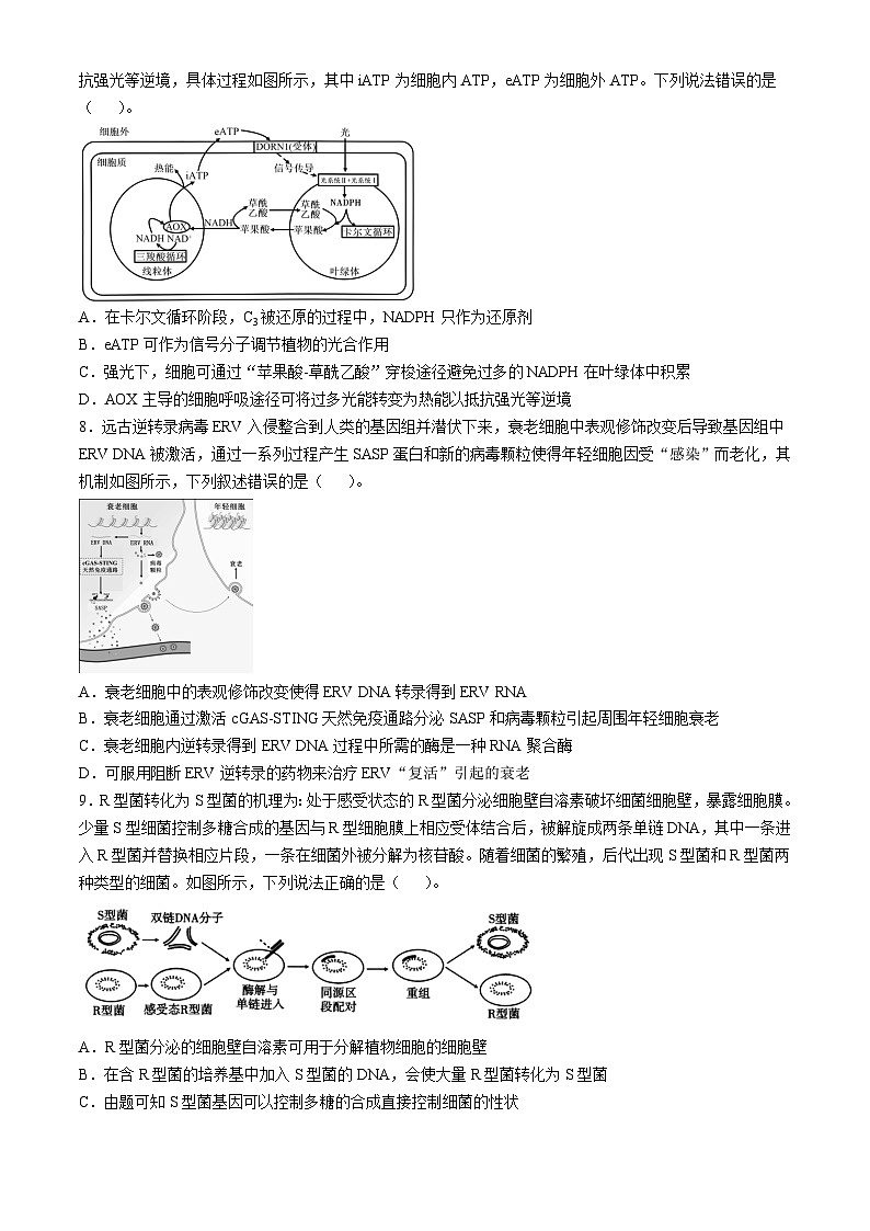 重庆市巴蜀中学2024-2025学年高三上学期11月月考生物试卷(Word版附解析)03