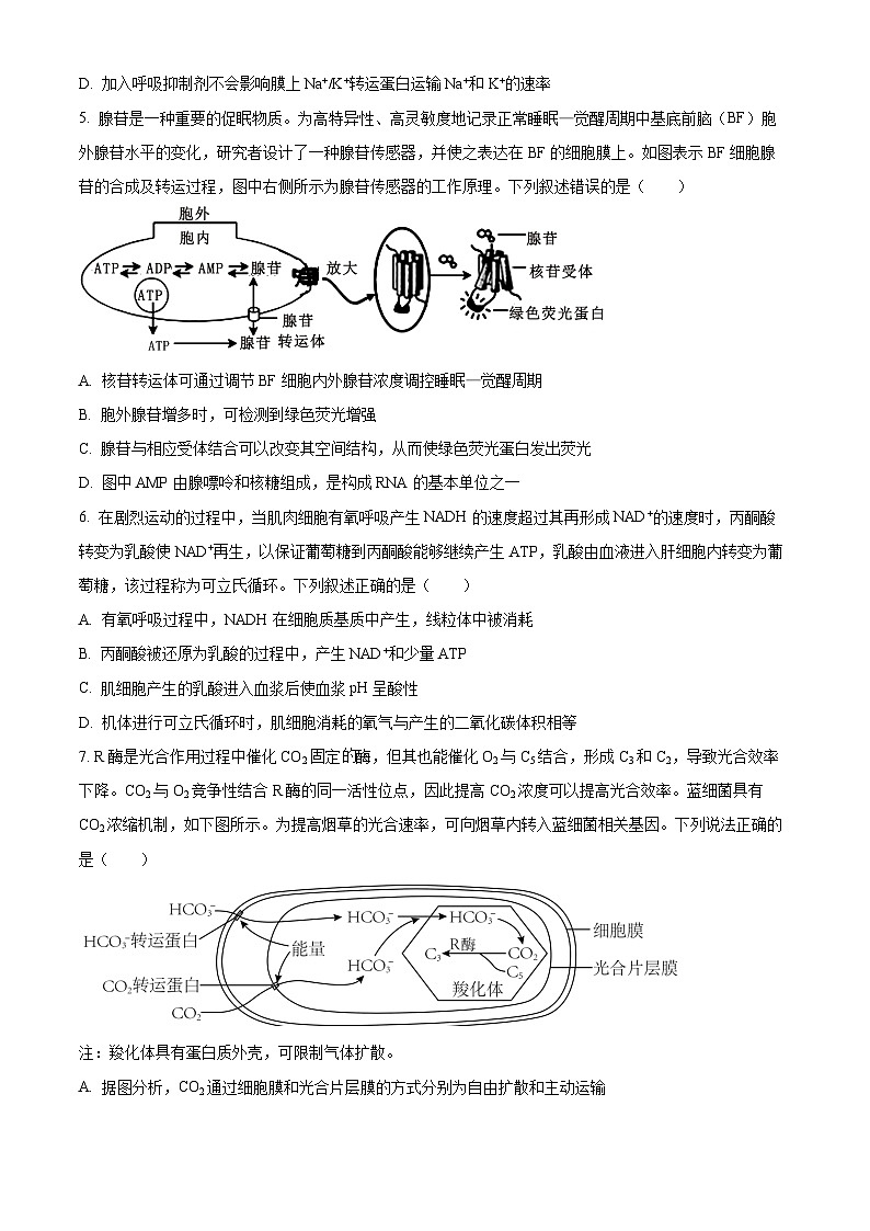 重庆市西南大学附属中学2024-2025学年高三上学期11月阶段性检测生物试卷 Word版无答案第3页