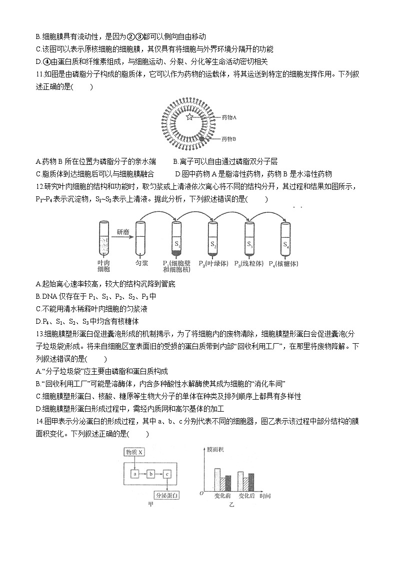 江苏省泰州市海陵区江苏省泰州中学2024-2025学年高一上学期11月期中生物试题第3页