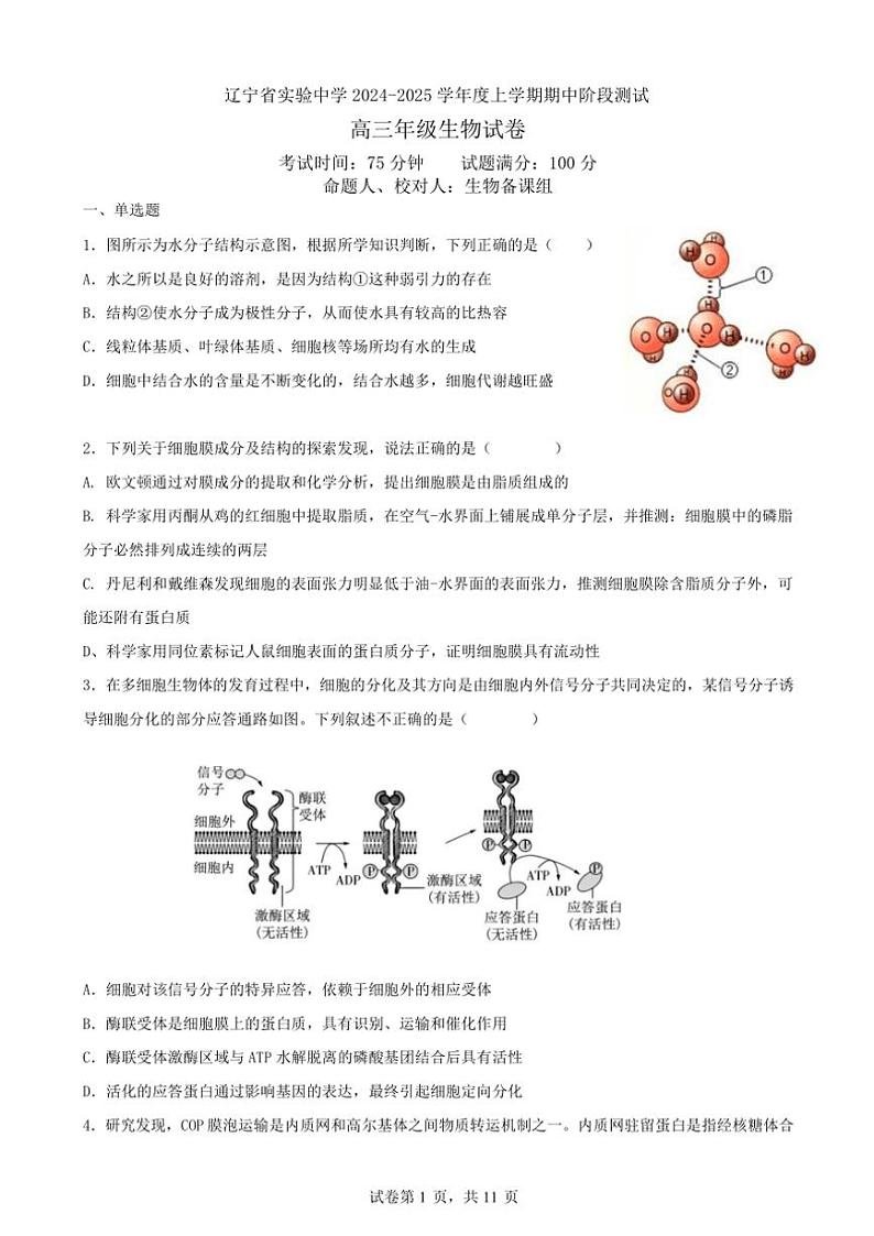 辽宁省实验中学2024~2025学年高三(上)期中生物试卷(含答案)第1页