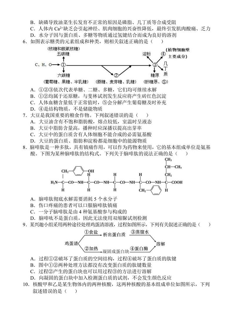 海南省文昌中学2024~2025学年高一(上)11月段考生物试卷(含答案)第2页